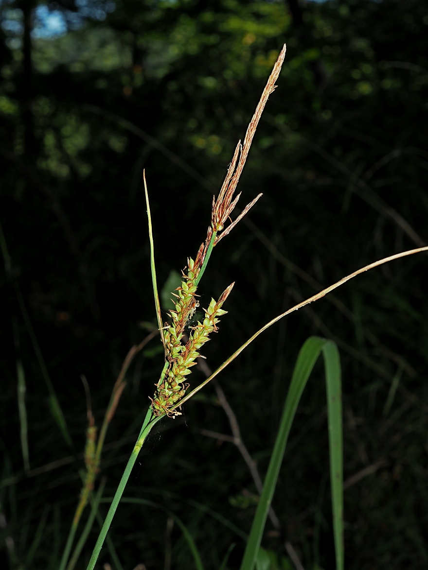 Изображение особи Carex cuspidata.