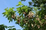 Acer negundo. Ветвь с соплодиями текущего и прошлого года. Санкт-Петербург, Кировский р-н, озеленение бульвара. 19.05.2026.