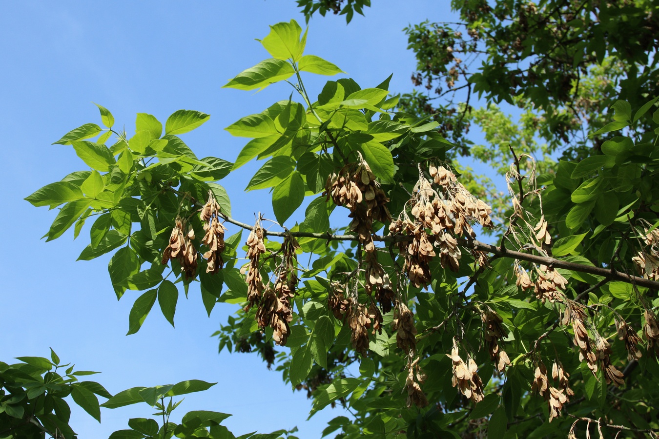 Image of Acer negundo specimen.