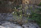 Pyrethrum parthenifolium. Цветущие растения. Крым, Севастополь, Байдарская дол., каньон Молташ-Узень. 14.06.2026.