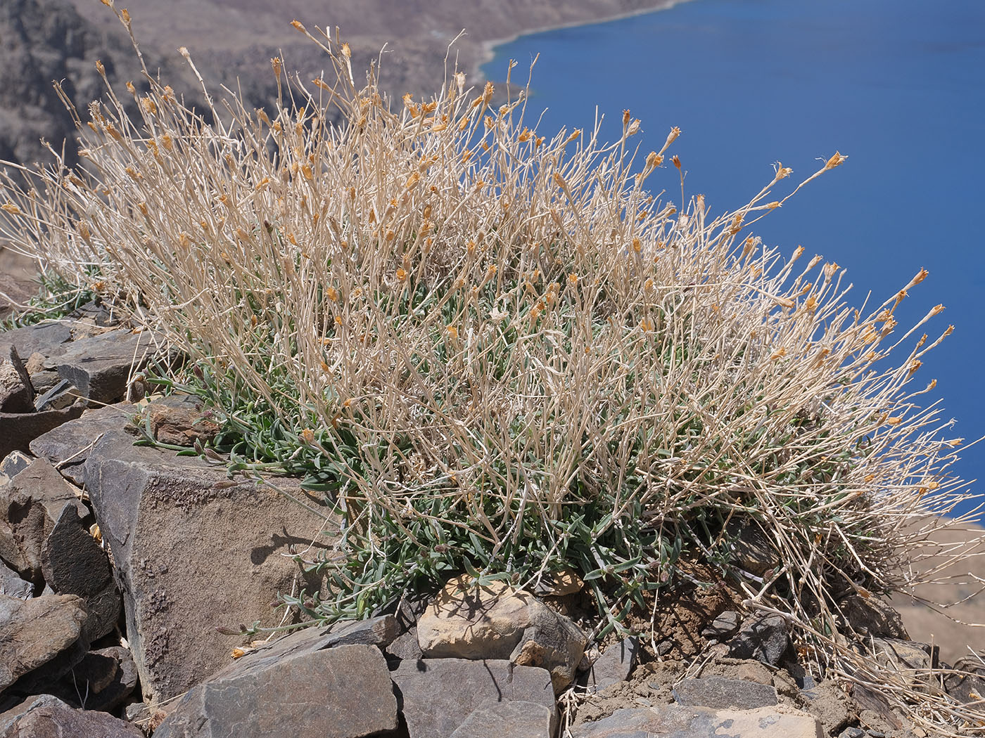 Изображение особи Silene microphylla.