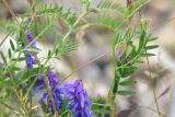 Vicia cracca. Части побегов. Мурманская обл., окр. пос. Росляково, западный берег губы Чалмпушка, небольшой луг на берегу. 8 июля 2026 г.
