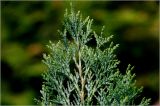 Chamaecyparis lawsoniana. Веточки на верхушке растения. Московская обл., Раменский р-н, окр. дер. Хрипань, садовый участок. 17.06.2026.