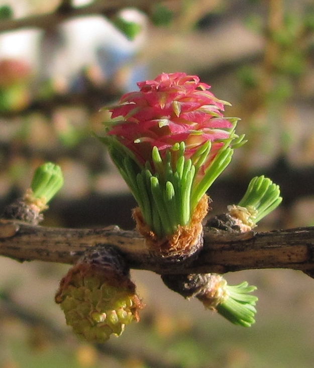 Изображение особи Larix sibirica.