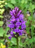familia Orchidaceae. Соцветие. Турция, ил Артвин, окр. дер. Кашикли 150 м ниже моста через р. Корпусу, левый берег, луг. 12 июня 2026 г.