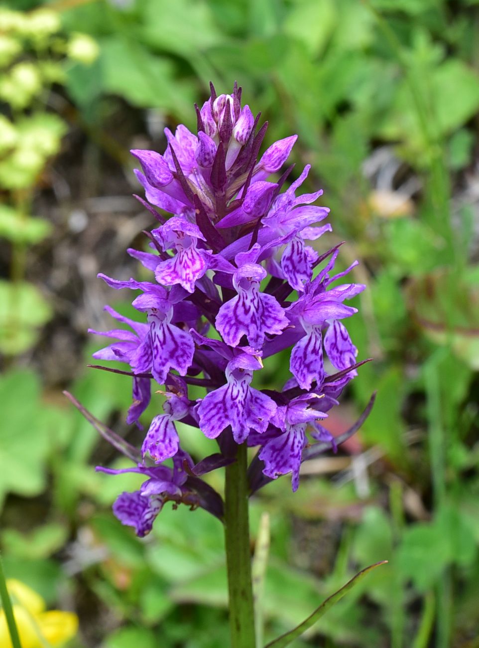 Изображение особи Dactylorhiza urvilleana.