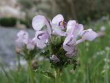 Pedicularis rhinanthoides