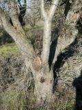 Amygdalus communis. Основания стволов взрослого дерева. Республика Молдова, муниципалитет Кишинёв, г. Кодру, заброшенный миндальный сад. 16 декабря 2025 г.