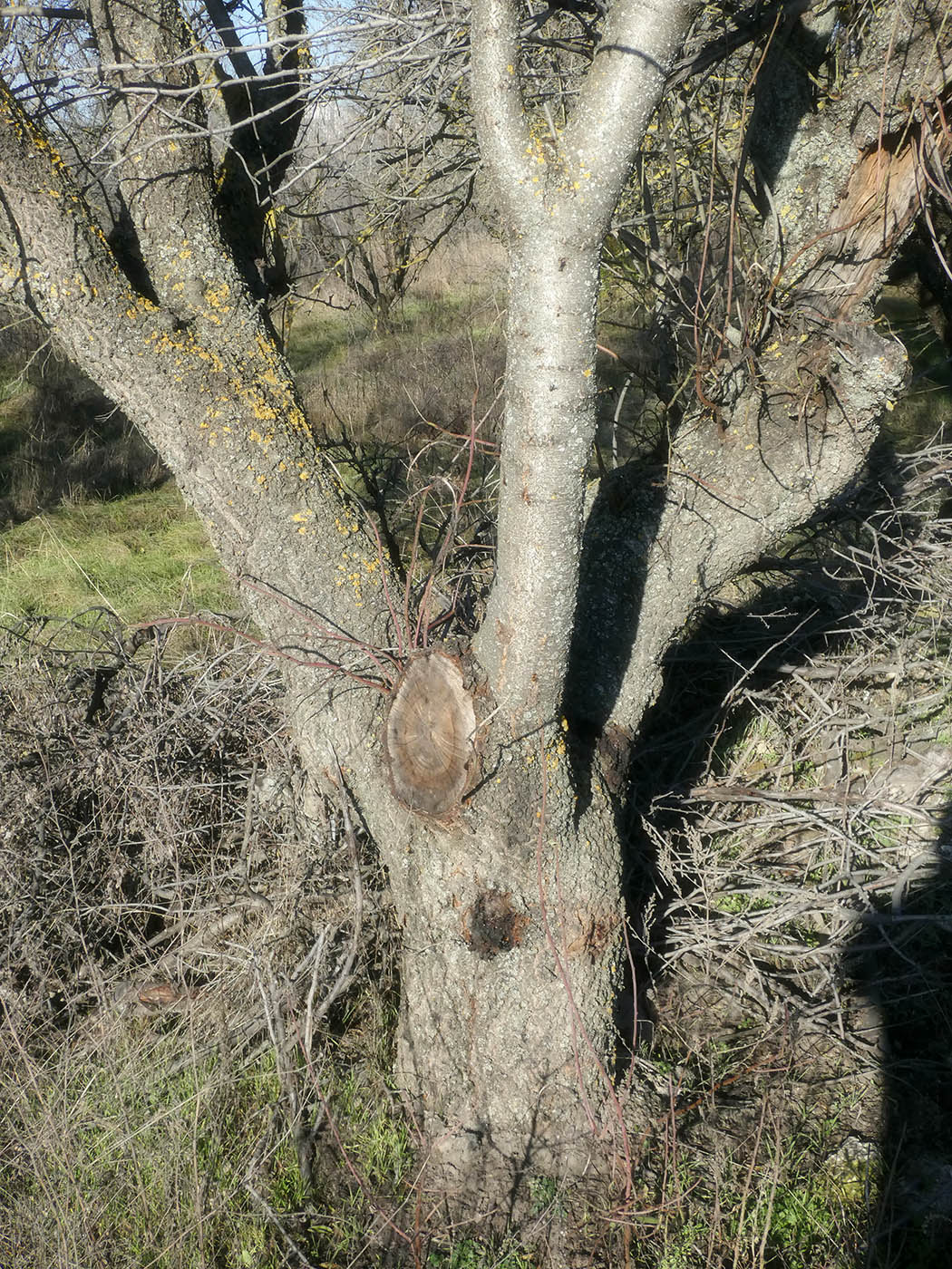 Image of Amygdalus communis specimen.
