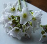 Cardamine dentata