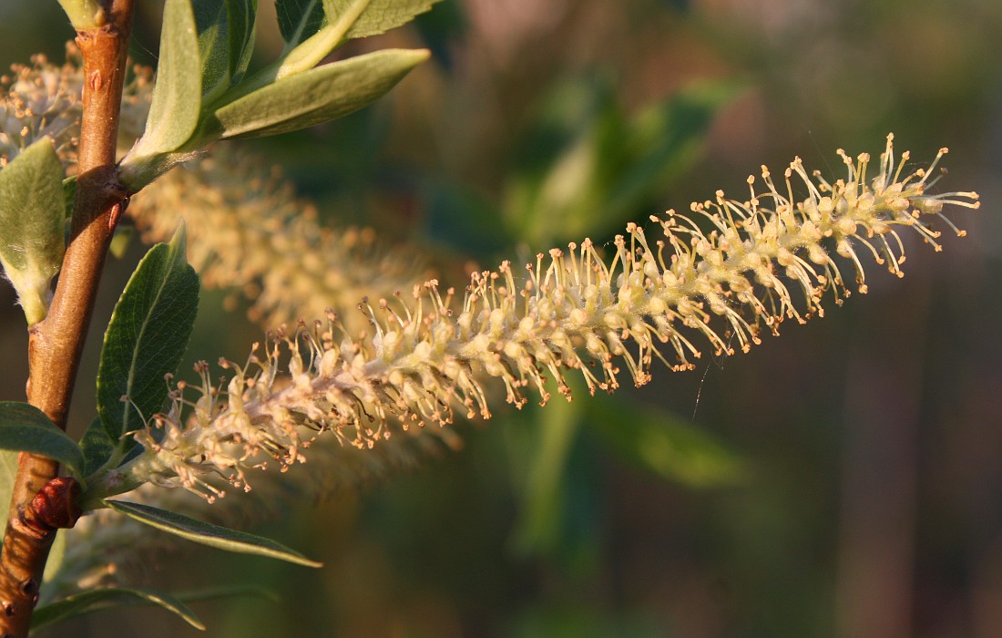 Image of Salix triandra specimen.