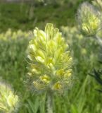 Oxytropis pilosa. Соцветие. Днепропетровская обл., балка в верховьях р. Самоткани. 28.05.2011.