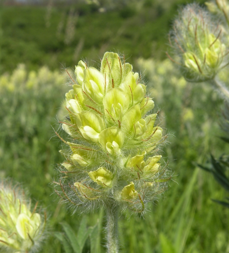 Изображение особи Oxytropis pilosa.