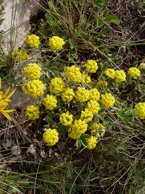 Изображение особи Alyssum lenense.