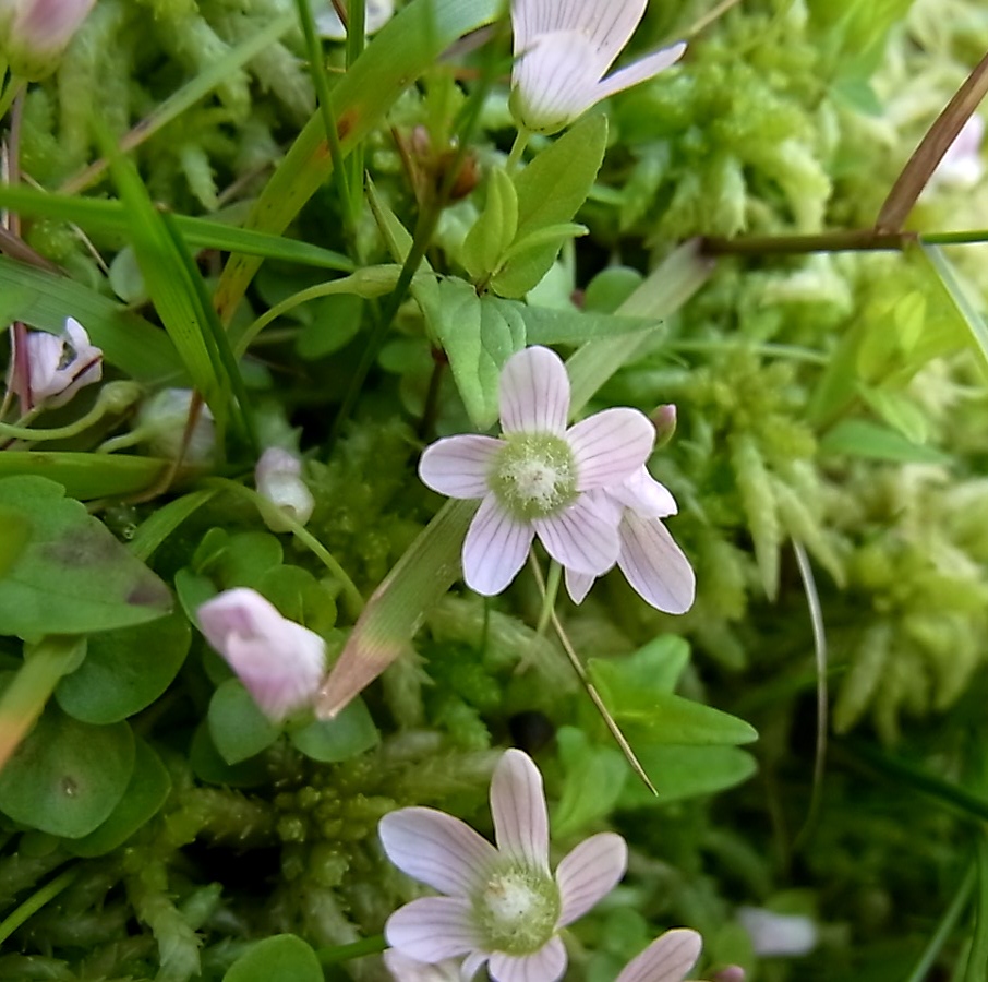 Image of Anagallis tenella specimen.