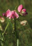 Lathyrus sylvestris. Соцветие. Москва, Кузьминский парк, под ЛЭП. 10.07.2011.