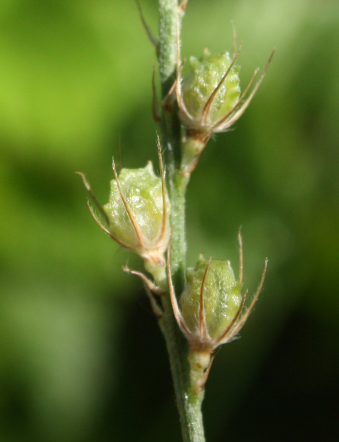 Изображение особи Onobrychis arenaria.