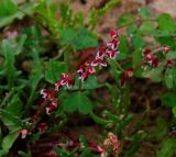 Rumex pictus