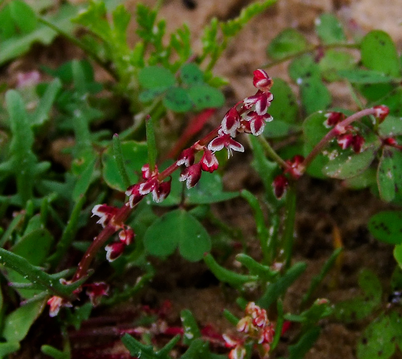 Image of Rumex pictus specimen.