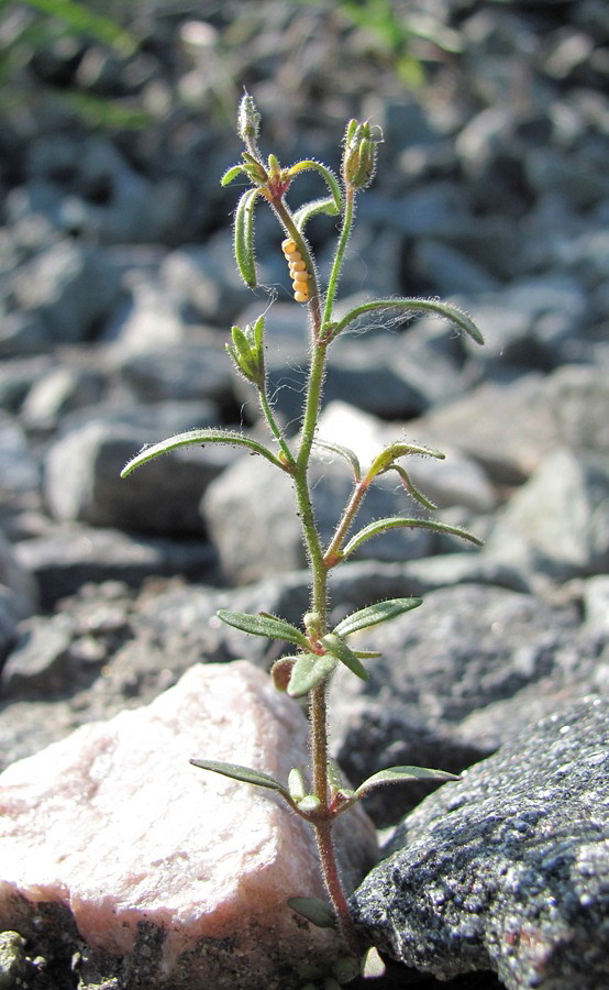 Image of Chaenorhinum minus specimen.