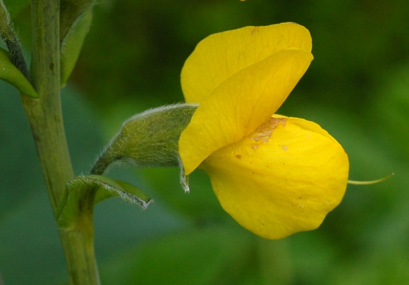 Изображение особи Thermopsis lupinoides.