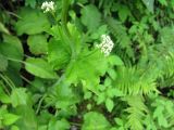 Valeriana alliariifolia. Часть стебля с пазушными соцветиями. Абхазия, северная часть озера Рица. 18 июля 2008 г.