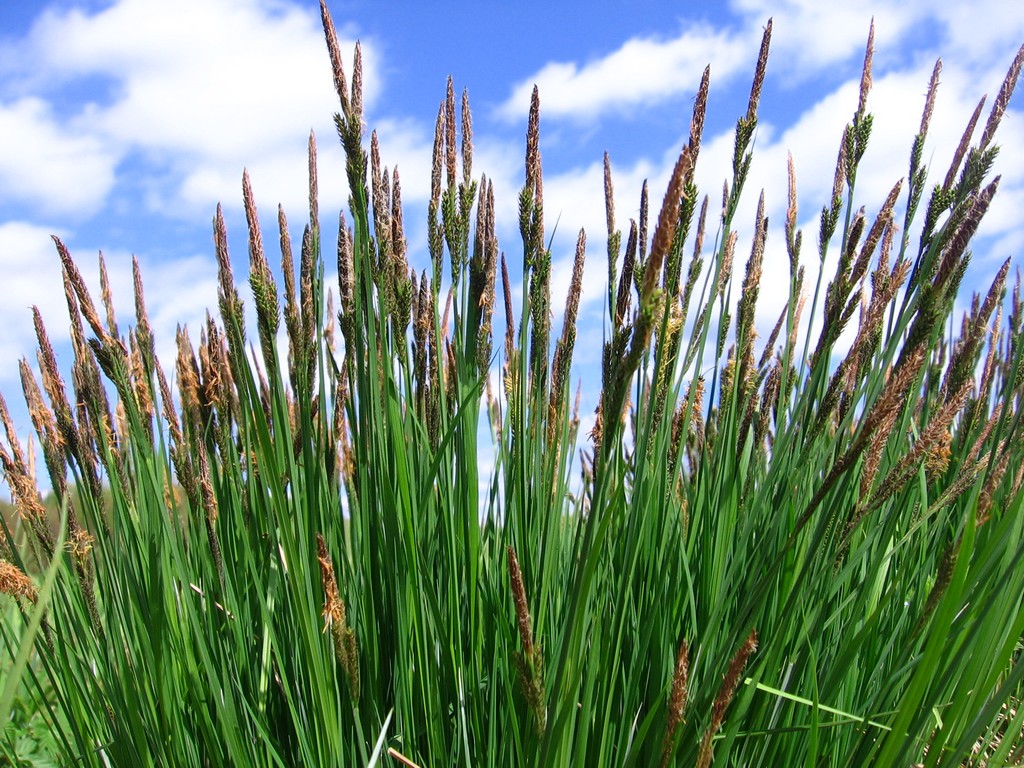 Image of Carex cespitosa specimen.