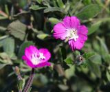 Epilobium villosum