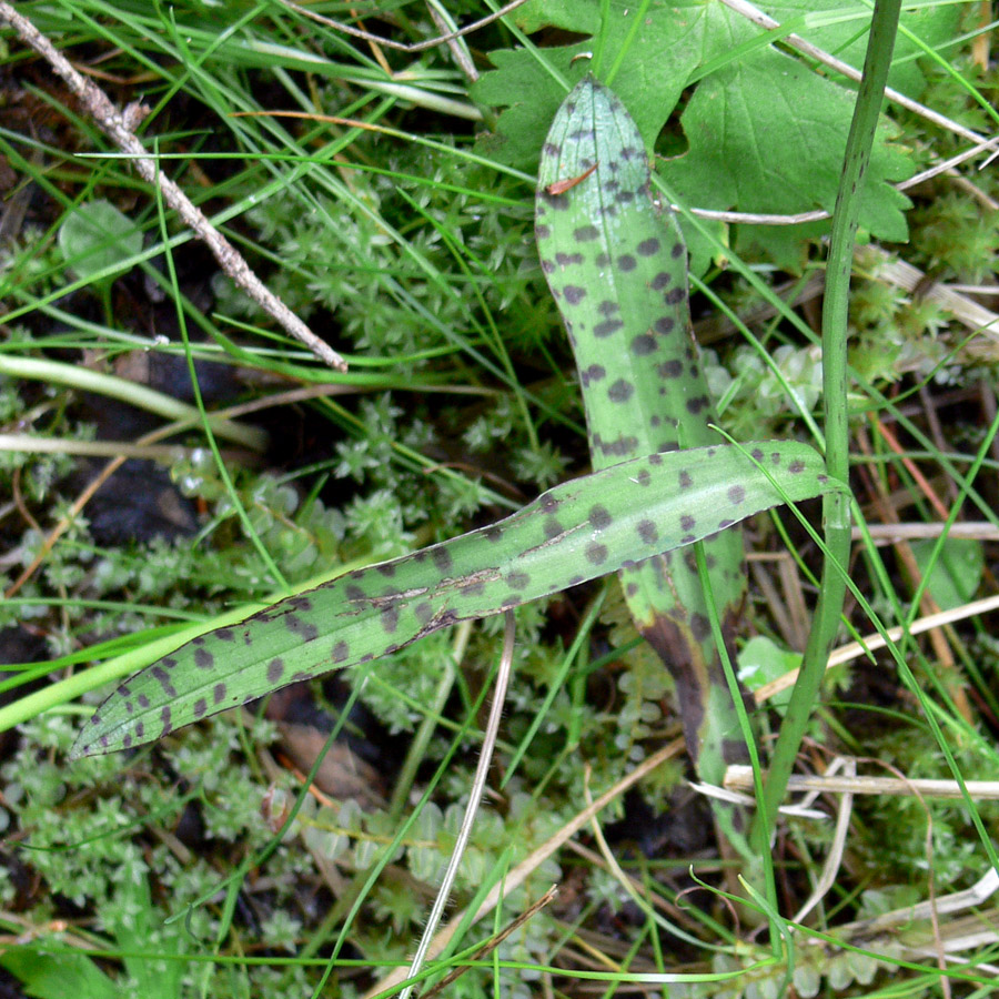 Image of Dactylorhiza fuchsii specimen.