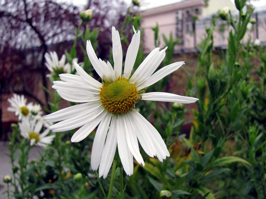 Image of Leucanthemella serotina specimen.