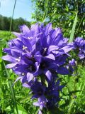 Campanula glomerata