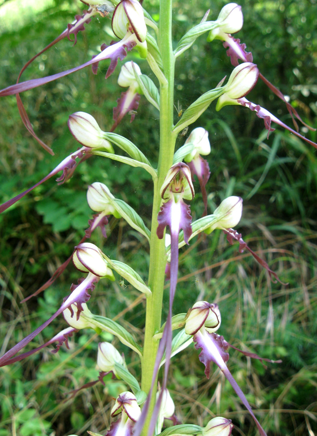 Image of Himantoglossum caprinum specimen.