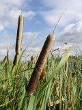 Typha latifolia