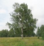 Betula pendula