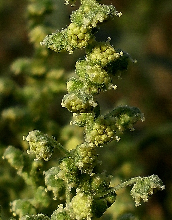Image of Cyclachaena xanthiifolia specimen.