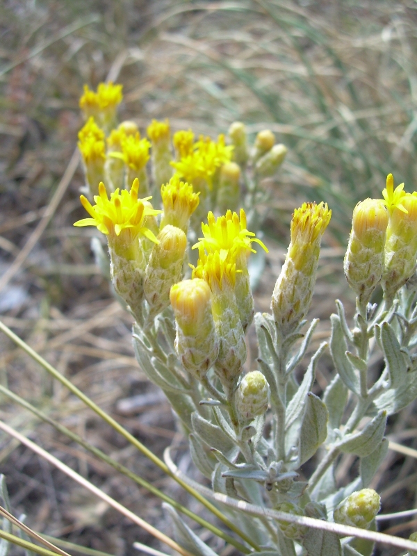 Image of Galatella villosa specimen.