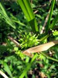 Sparganium erectum. Соплодие. Астраханская обл., Володарский р-н, окр. с. Ямное, обсыхающий ерик Парфимов. 18.08.2010.