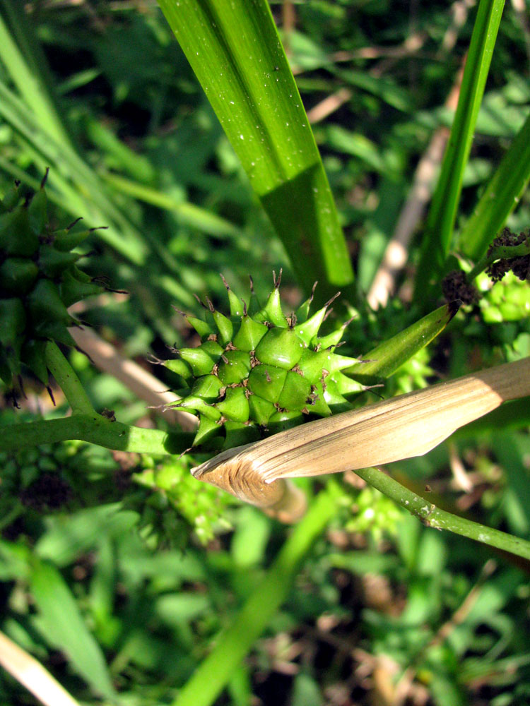 Изображение особи Sparganium erectum.