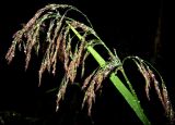 Calamagrostis langsdorffii. Соцветие. Красноярский край, Ермаковский р-н, парк \"Ергаки\", окрестности Ойского озера и турбазы \"Ергаки\", субальпийский луг. 01.08.2010.