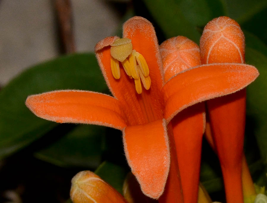 Изображение особи Pyrostegia venusta.