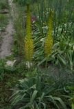 Eremurus korshinskyi