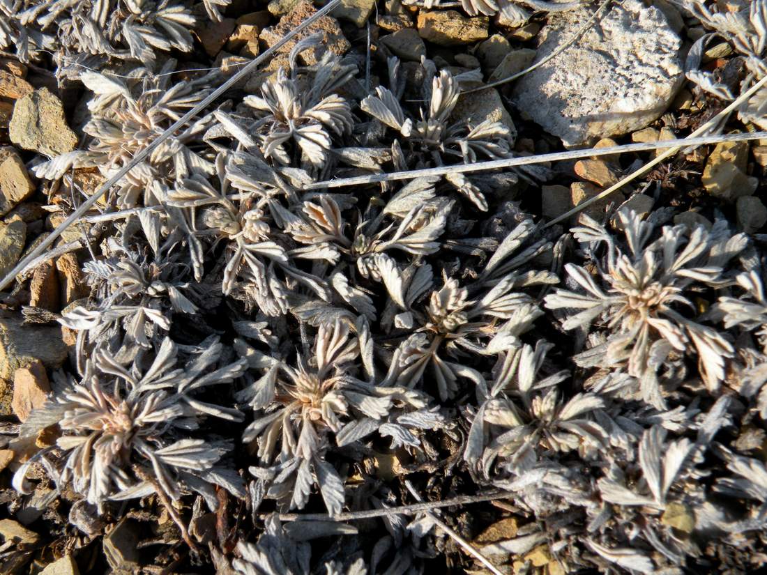 Image of Potentilla acaulis specimen.
