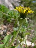 Taraxacum ostenfeldii