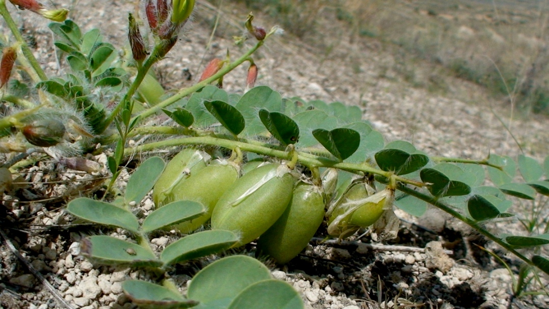 Image of Astragalus fabaceus specimen.