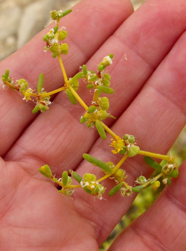 Изображение особи Tetraena simplex.