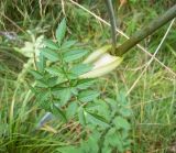 Angelica sylvestris