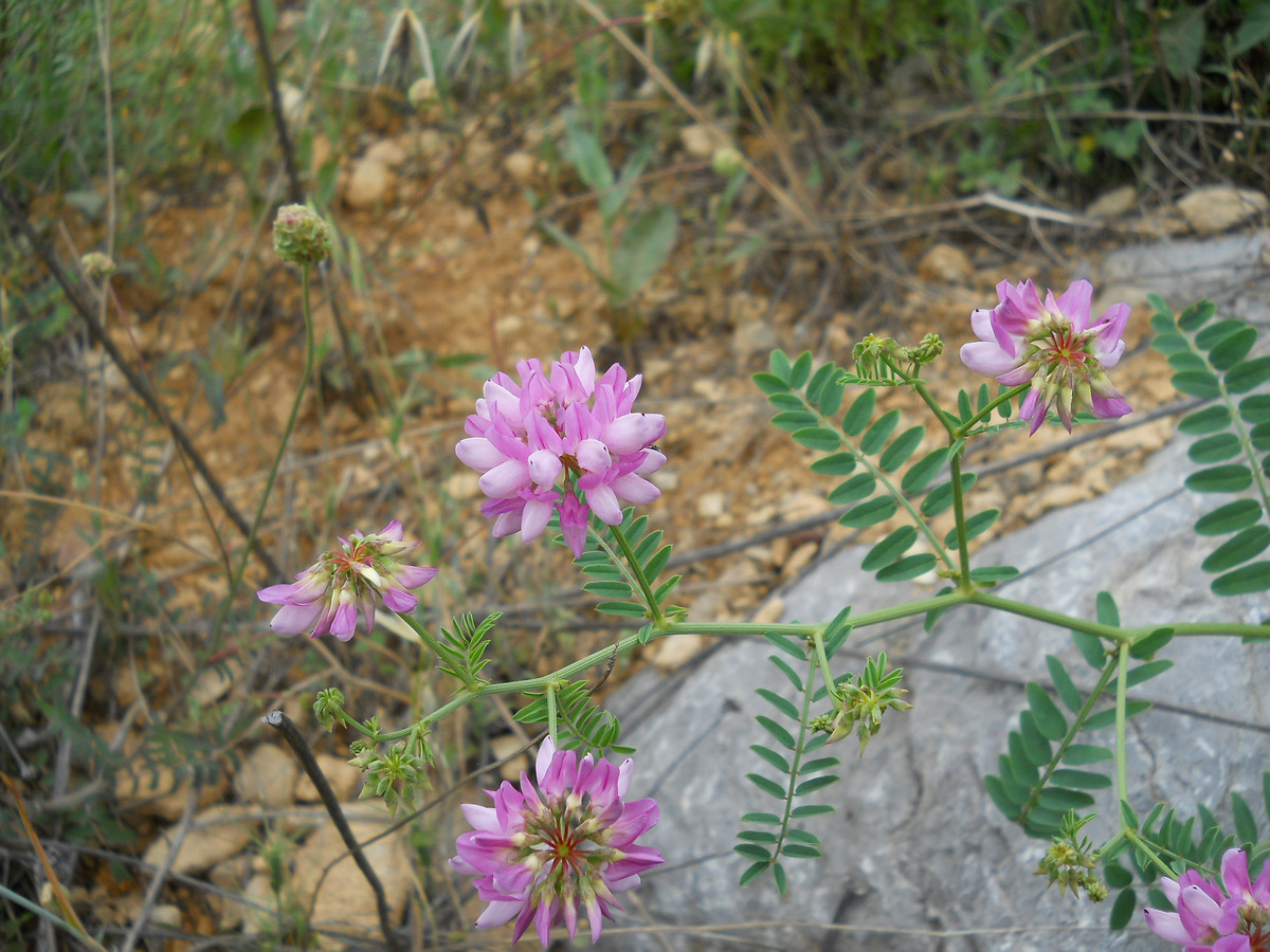 Image of Securigera varia specimen.