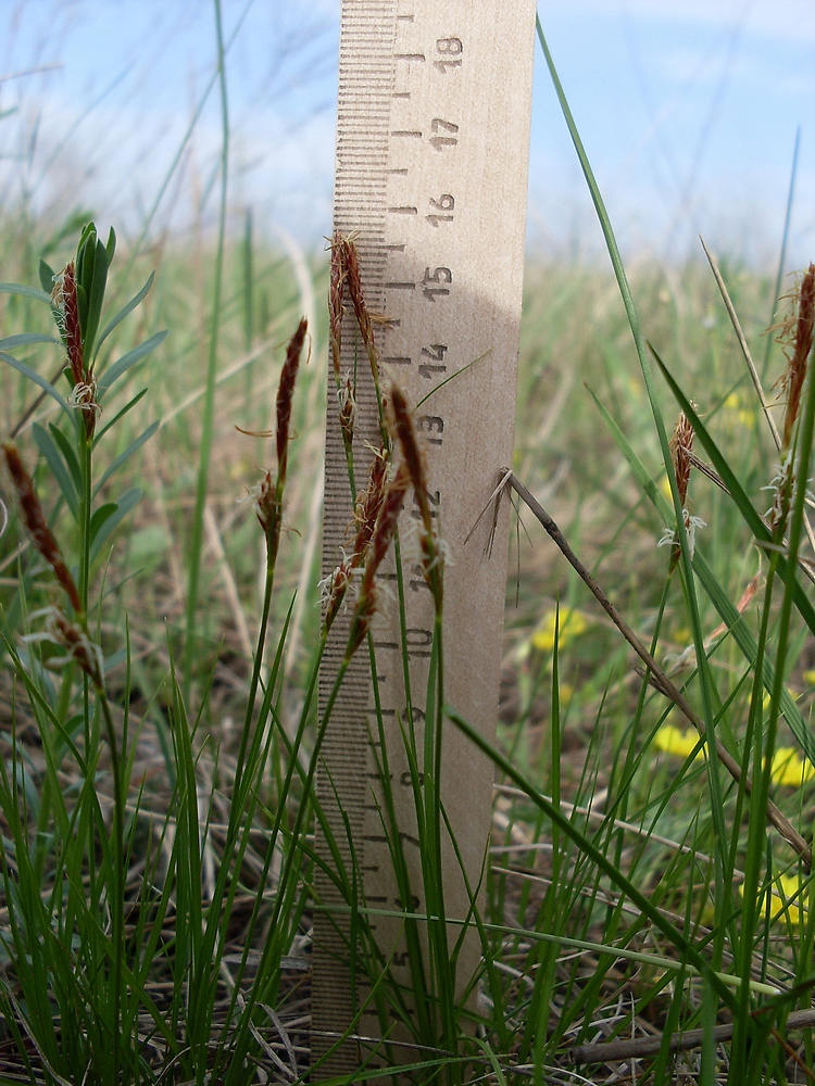 Image of Carex supina specimen.