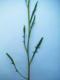 Crepis tectorum. Часть побега. Московская обл., пойма р. Русса. 20.06.2012.