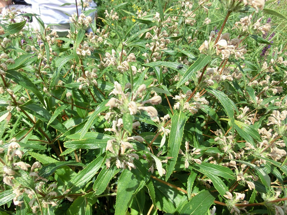 Image of Phlomis pungens specimen.